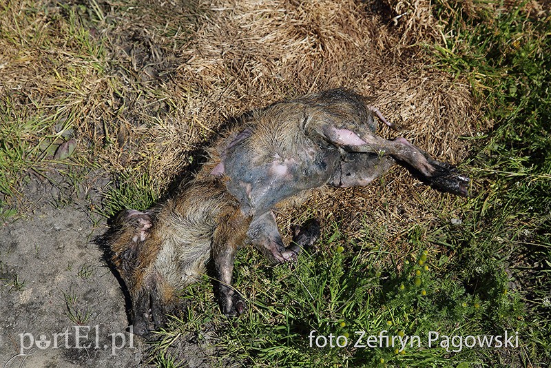 Katastrofa ekologiczna na jeziorze Druzno zdjęcie nr 88354