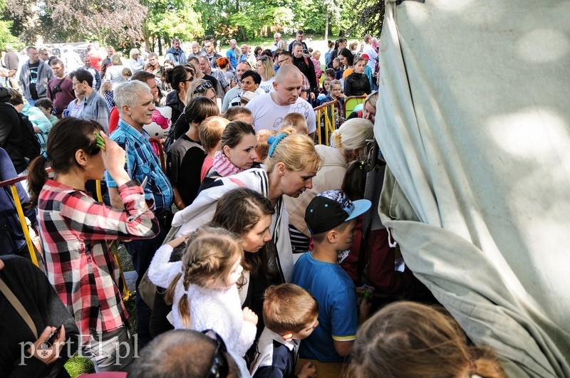 Dziś w Elblągu rządził król Piegus zdjęcie nr 88681