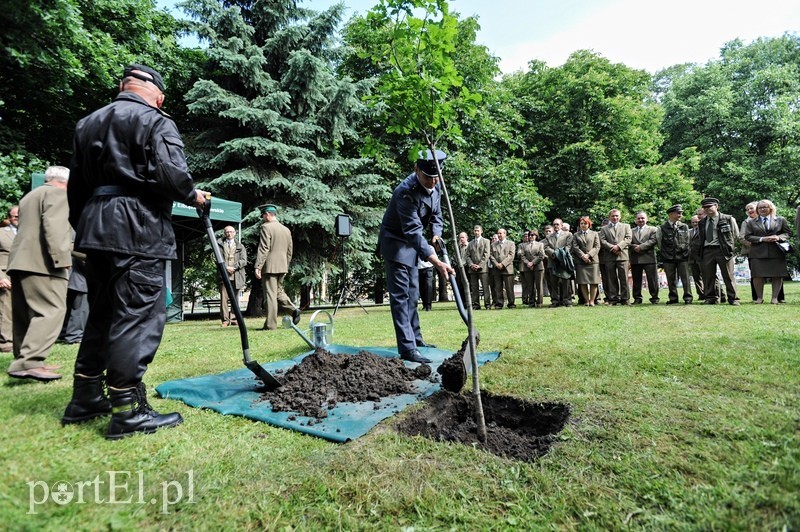 Niech ten dąb przypomina nam o drodze do wolności zdjęcie nr 88919