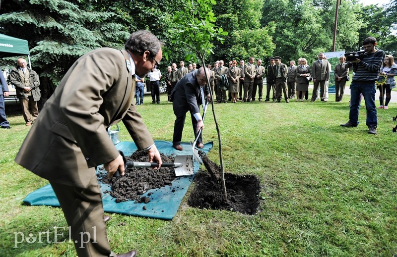 Niech ten dąb przypomina nam o drodze do wolności zdjęcie nr 88917