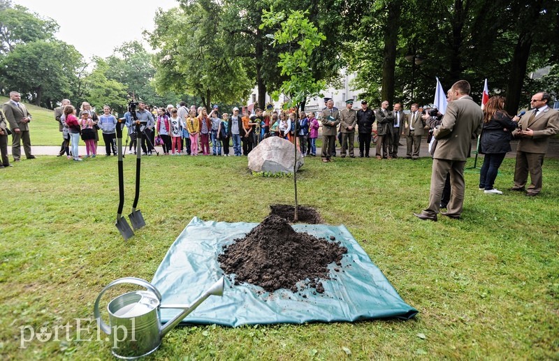 Niech ten dąb przypomina nam o drodze do wolności zdjęcie nr 88906