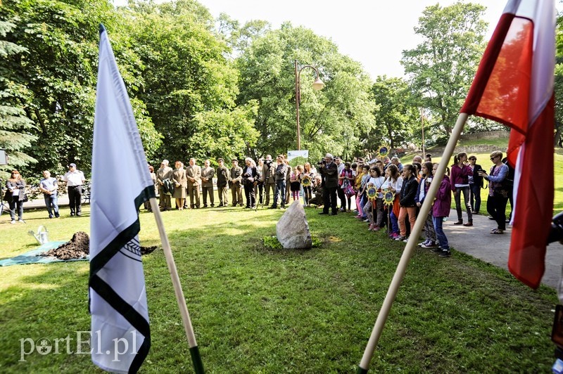 Niech ten dąb przypomina nam o drodze do wolności zdjęcie nr 88915