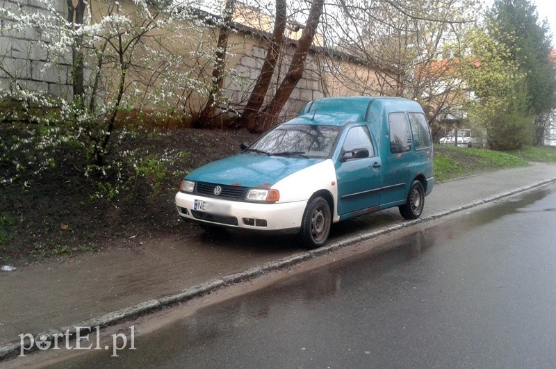 Łoś na chodniku przy ul. Jaśminowej. Jak tu przejść?