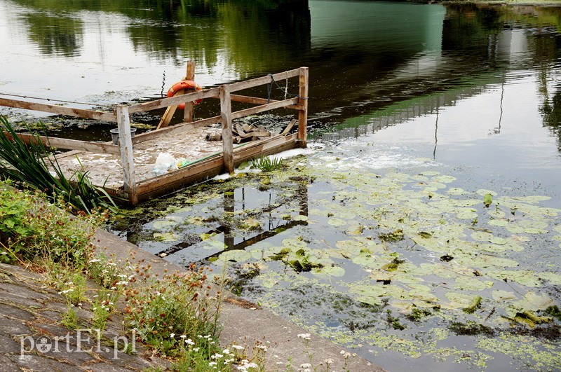 Zanieczyszczenie rzeki Elbląg zdjęcie nr 92006