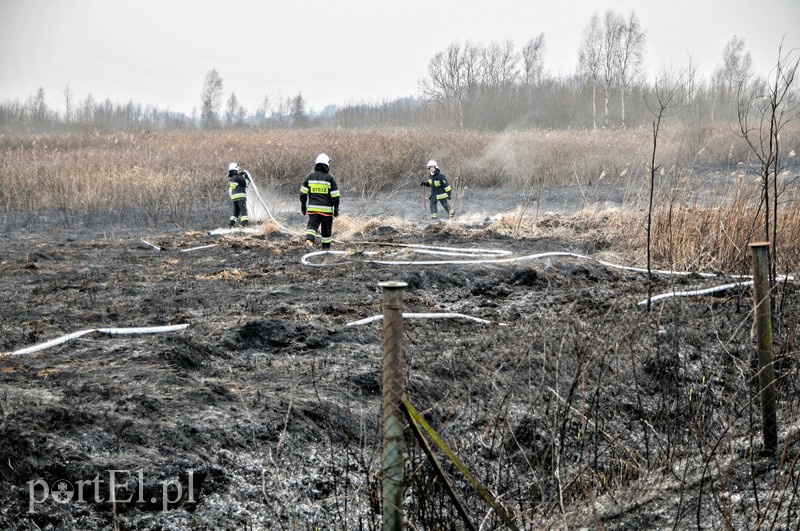 Groźny pożar traw w Jegłowniku zdjęcie nr 102025