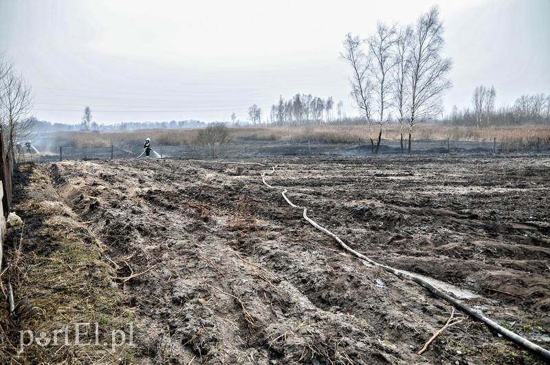 Groźny pożar traw w Jegłowniku zdjęcie nr 102033