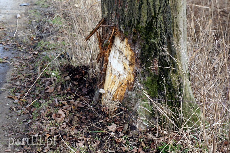 Dachowanie w Nowakowie zdjęcie nr 102040