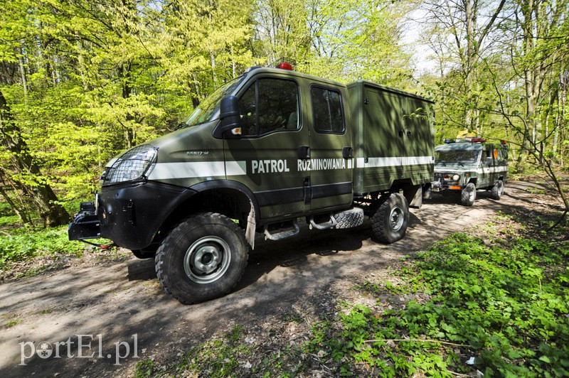 Wycinali drzewa, znaleźli granaty zdjęcie nr 105139