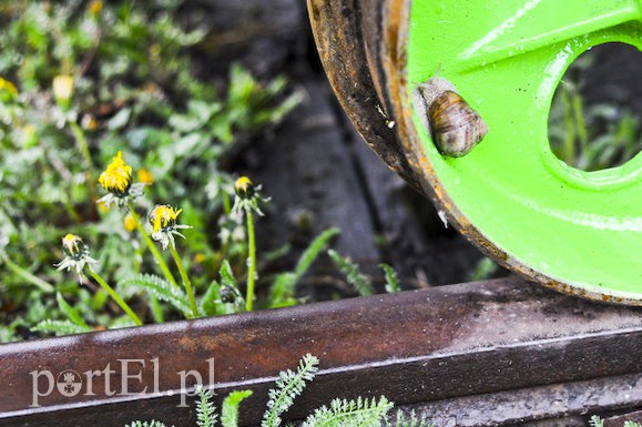 Drezyny zamiast kolei nadzalewowej zdjęcie nr 105259