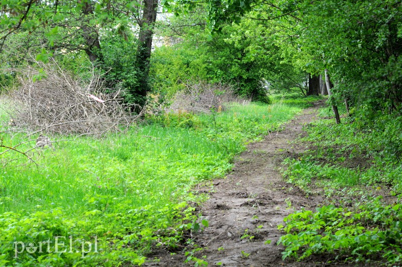 Wycinka na byłym kąpielisku. Reaktywacja? zdjęcie nr 106053