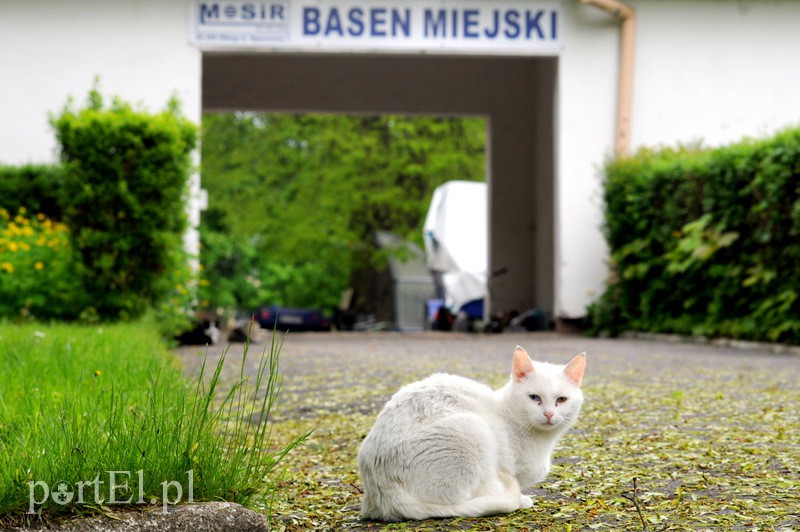 Wycinka na byłym kąpielisku. Reaktywacja? zdjęcie nr 106061