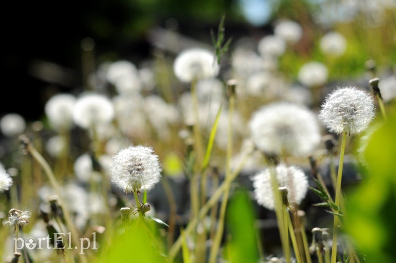 Inspektorzy ocenią, jak bardzo amfiteatr się sypie zdjęcie nr 106687