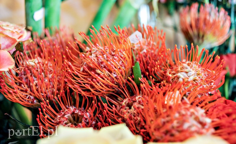  Nie mów - wyraź to gestem zdjęcie nr 106764