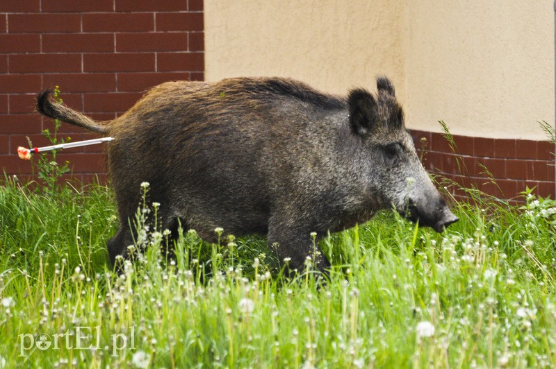  Dzik grasował na parkingu zdjęcie nr 107195
