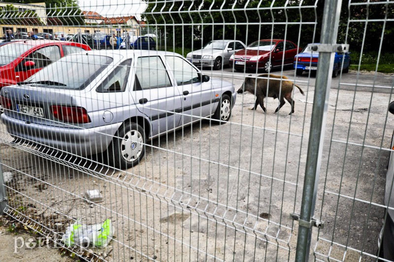  Dzik grasował na parkingu zdjęcie nr 107198