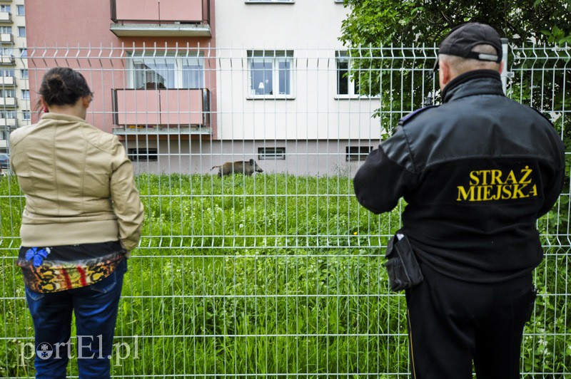  Dzik grasował na parkingu zdjęcie nr 107199