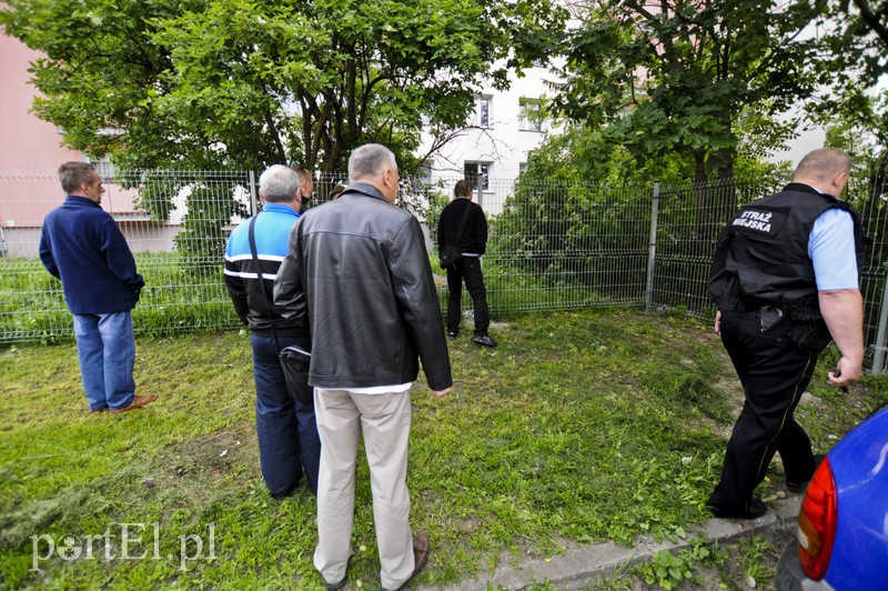 Elbląg  Dzik grasował na parkingu