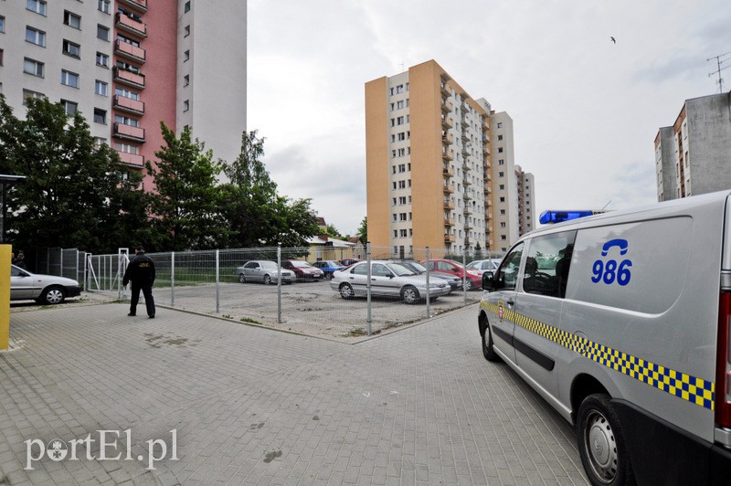 Dzik grasował na parkingu zdjęcie nr 107193