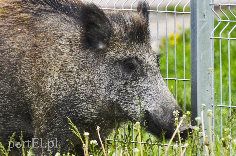  Dzik grasował na parkingu zdjęcie nr 107200