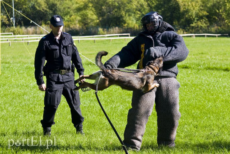 Funkcjonariusze na czterech łapach pokazali, co potrafią zdjęcie nr 114605
