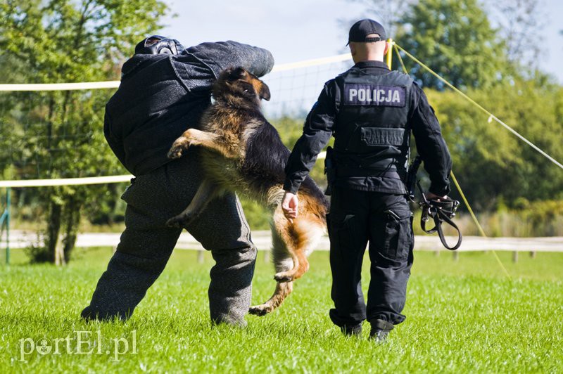 Funkcjonariusze na czterech łapach pokazali, co potrafią zdjęcie nr 114600