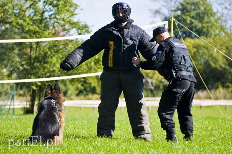 Funkcjonariusze na czterech łapach pokazali, co potrafią zdjęcie nr 114601
