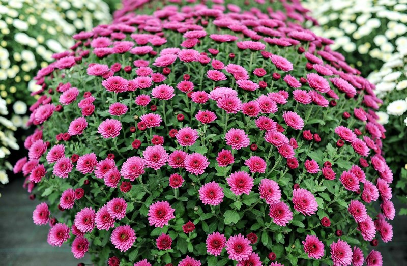 Warto o nich pamiętać zdjęcie nr 116054