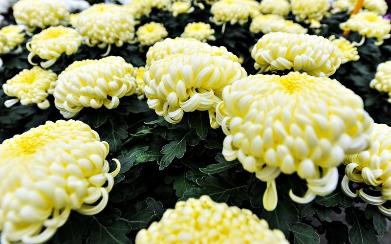 Elbląg Warto o nich pamiętać