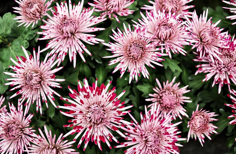 Warto o nich pamiętać zdjęcie nr 116039