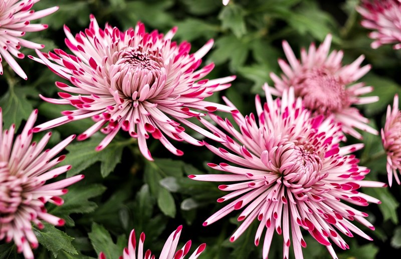 Warto o nich pamiętać zdjęcie nr 116040