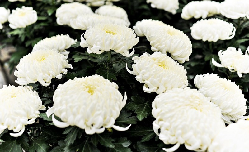 Warto o nich pamiętać zdjęcie nr 116031