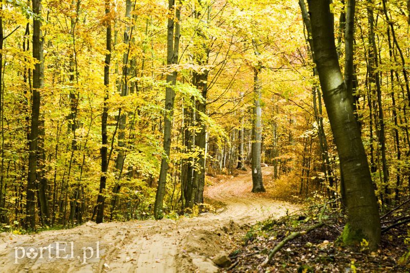 Ażurowy szlak dla rowerzystów zdjęcie nr 116229