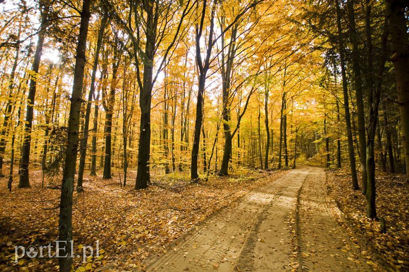 Elbląg Ażurowy szlak dla rowerzystów