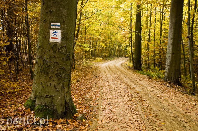 Ażurowy szlak dla rowerzystów zdjęcie nr 116221