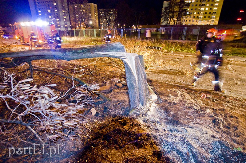  Mocno wieje, uwaga na drzewa zdjęcie nr 117176