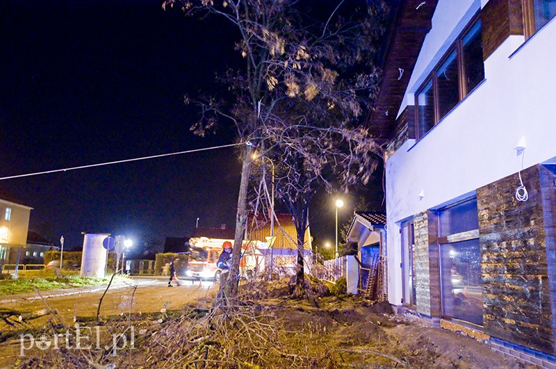  Mocno wieje, uwaga na drzewa zdjęcie nr 117173