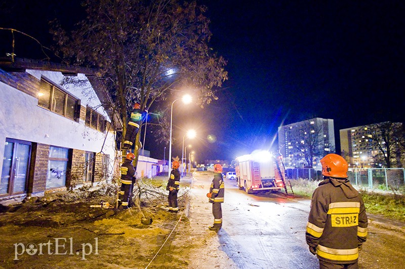  Mocno wieje, uwaga na drzewa zdjęcie nr 117170