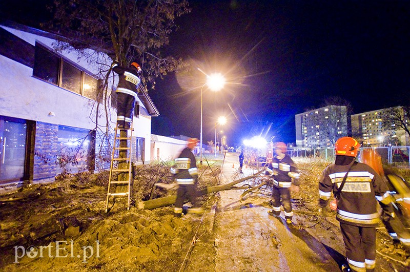  Mocno wieje, uwaga na drzewa zdjęcie nr 117172