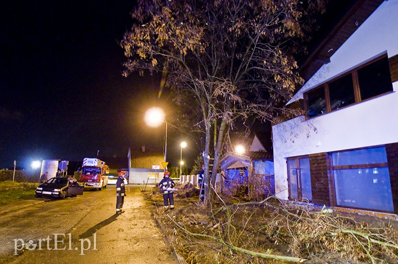  Mocno wieje, uwaga na drzewa zdjęcie nr 117169