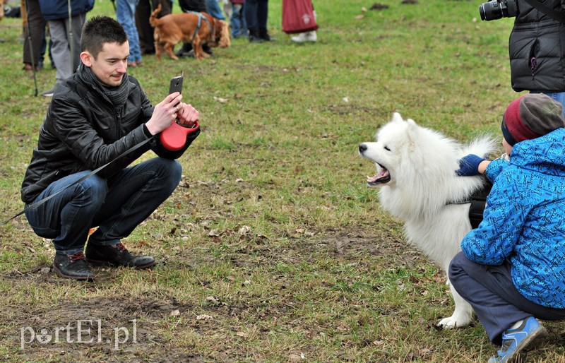 Psy będą mogły się tu wyszaleć do woli zdjęcie nr 118006