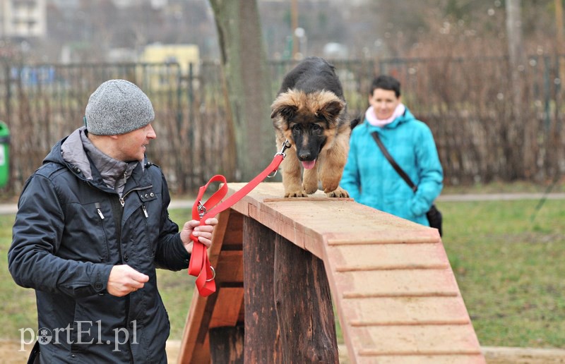 Psy będą mogły się tu wyszaleć do woli zdjęcie nr 118008