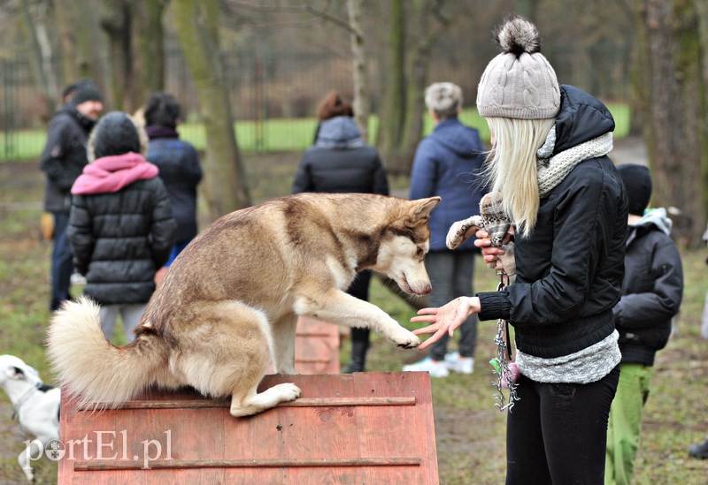 Psy będą mogły się tu wyszaleć do woli zdjęcie nr 118001