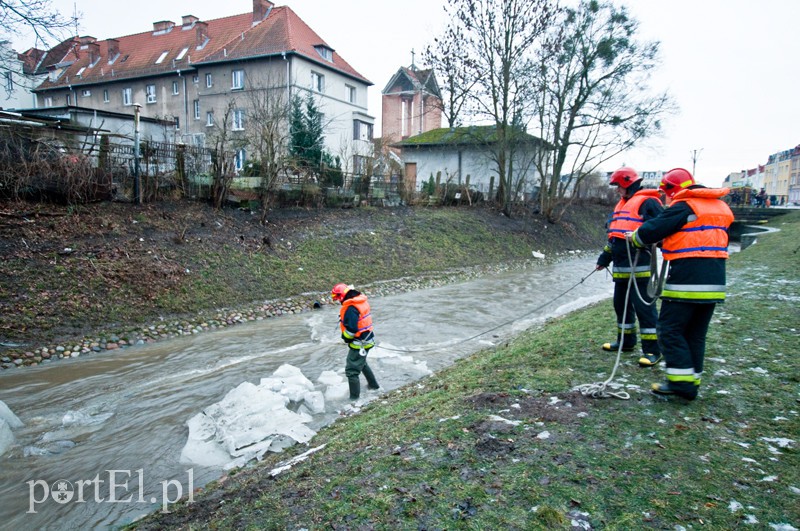  Kra zatrzymała Kumielę zdjęcie nr 121223