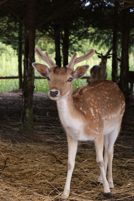 Rodzinny Park Rozrywki Nowa Holandia odliczanie do rozpoczęcia sezonu zdjęcie nr 125900