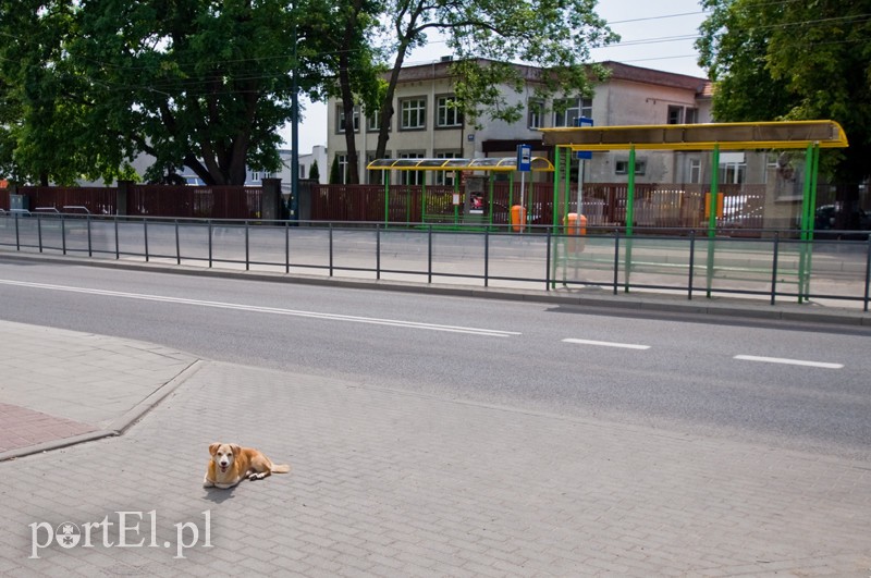  Pirotechnicy sprawdzają sygnały o bombach, urząd gminy ewakuowany zdjęcie nr 129699