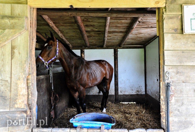 Piastowiada na medal zdjęcie nr 130704