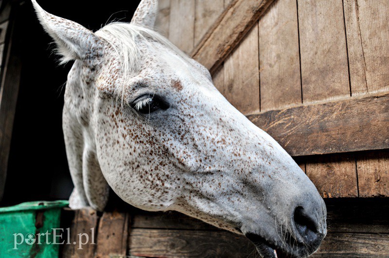 Piastowiada na medal zdjęcie nr 130721