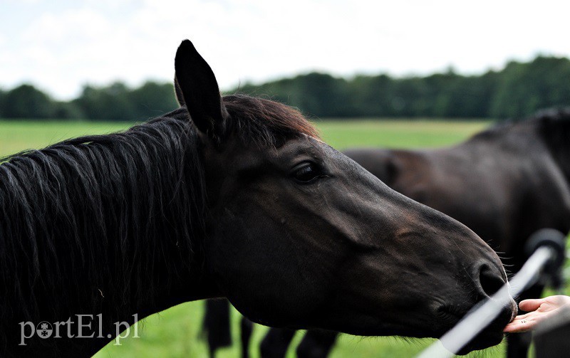 Piastowiada na medal zdjęcie nr 130711