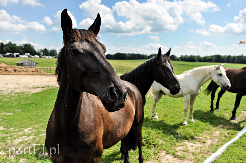 Piastowiada na medal zdjęcie nr 130709