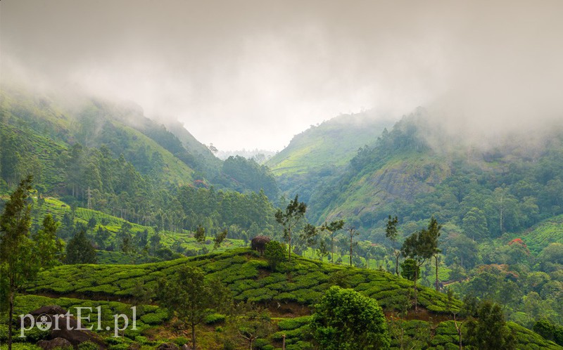 Plantacje herbaty w Munarze -Indie